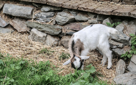 Ponyreiten im Hasental