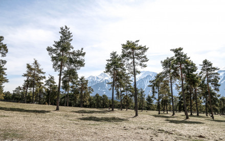 Stöttlalm Obermieming