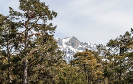 Stöttlalm Obermieming