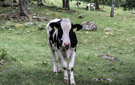 Das Paradies***** - Latsch, Südtirol